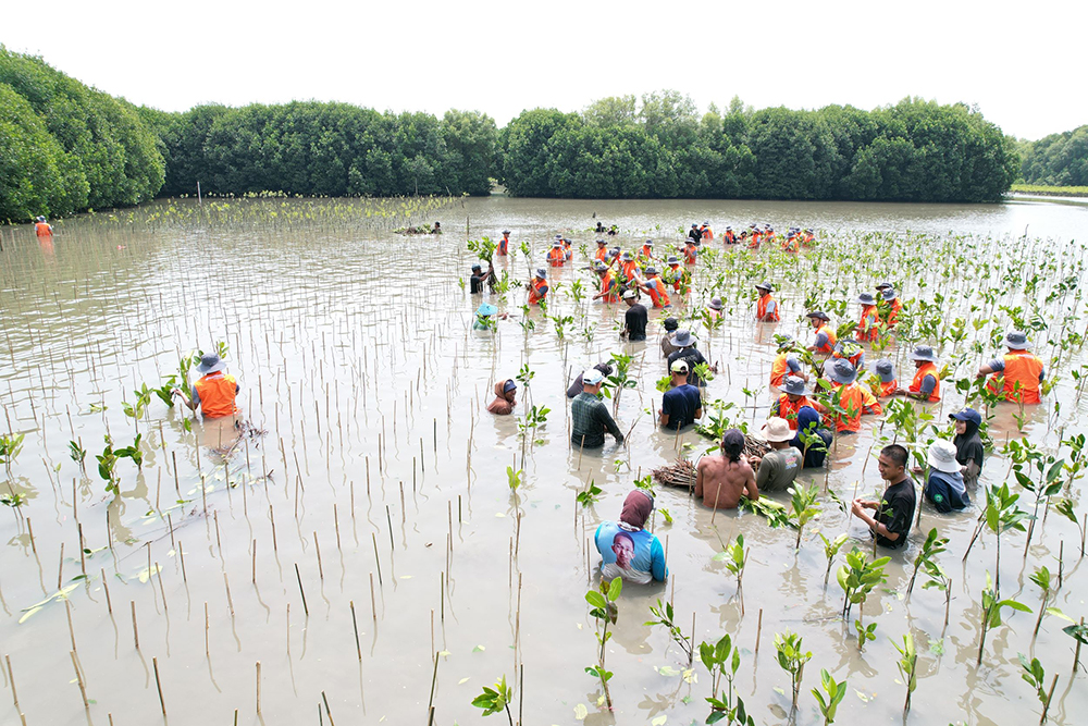 인도네시아공장_임직원_맹그로브_식재_봉사_전경